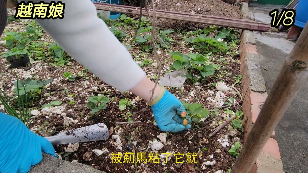草莓長鬆土 也要注意他的葉子