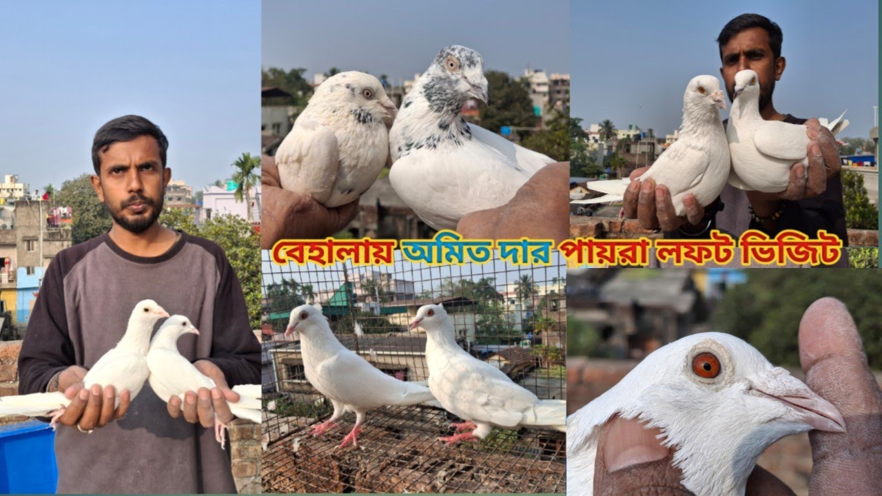 বেহালায় অমিত দার পায়রা লফট ভিজিট 😍🔥 | Amit Chakraborty Pigeon Loft | Andhra & Chennai Collection