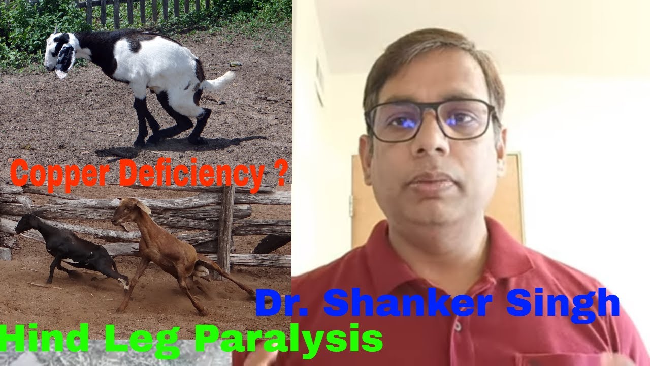 Posterior Paralysis Goats ! Enzootic Ataxia ! Copper Deficiency !