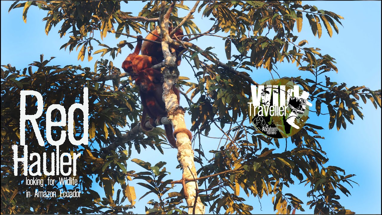 red hauler monkey -looking for wildlife in the ecuatorial amazon
