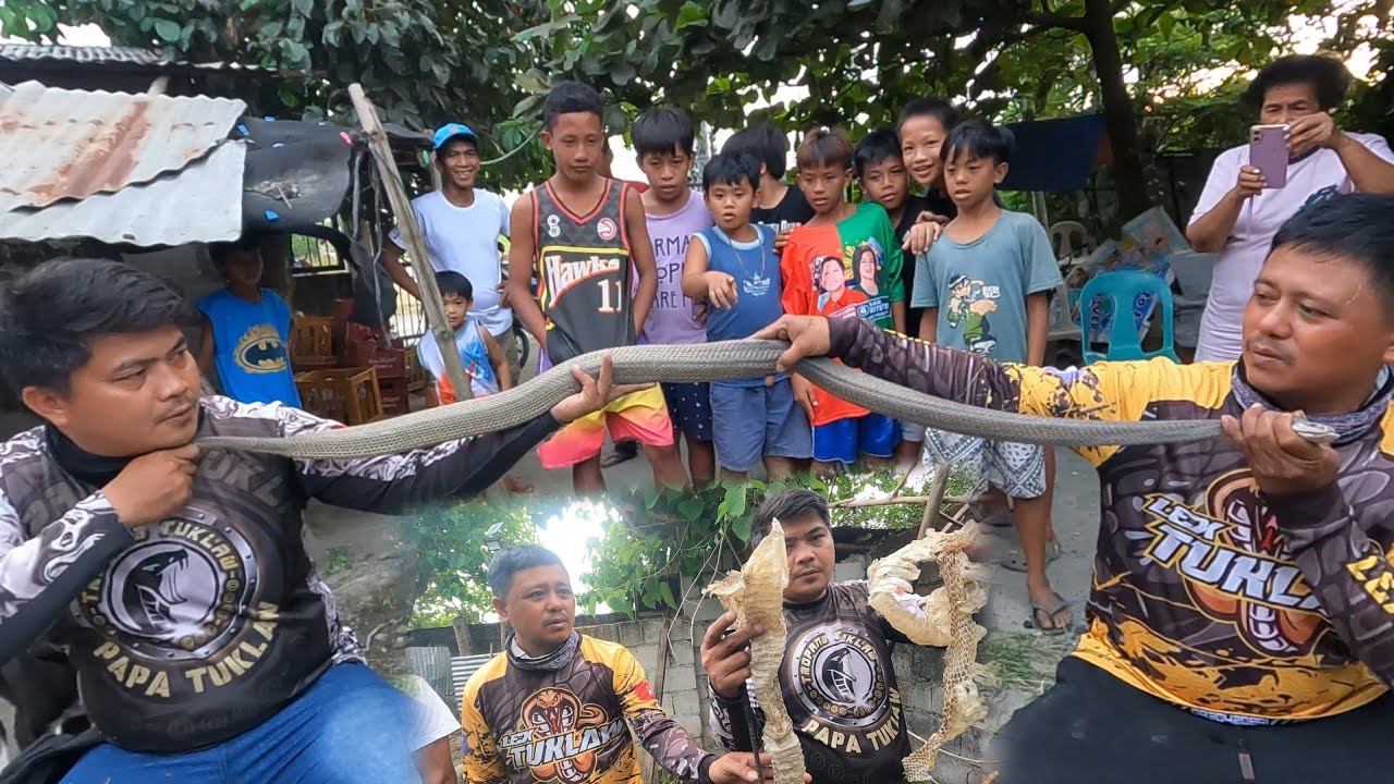 DALAWANG DIPA NA COBRA NAKUHA SA LOOB NG BAHAY