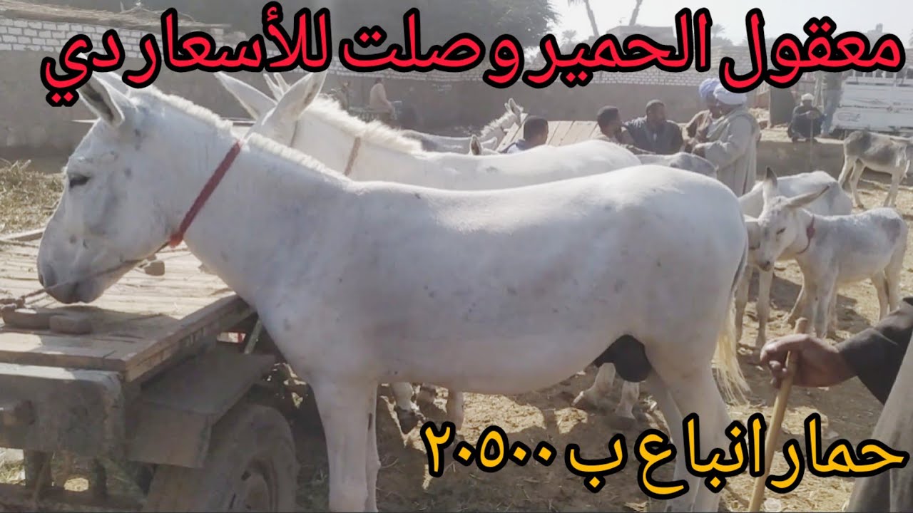 اسعار حمير الجر والركوبه من داخل أكبر أسواق الصعيد