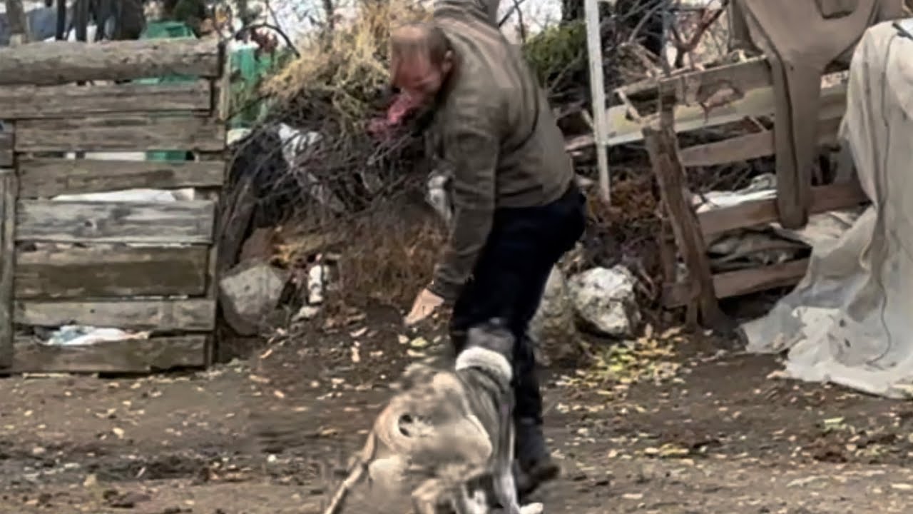 İSMAİLİ KÖPEK ISIRDI