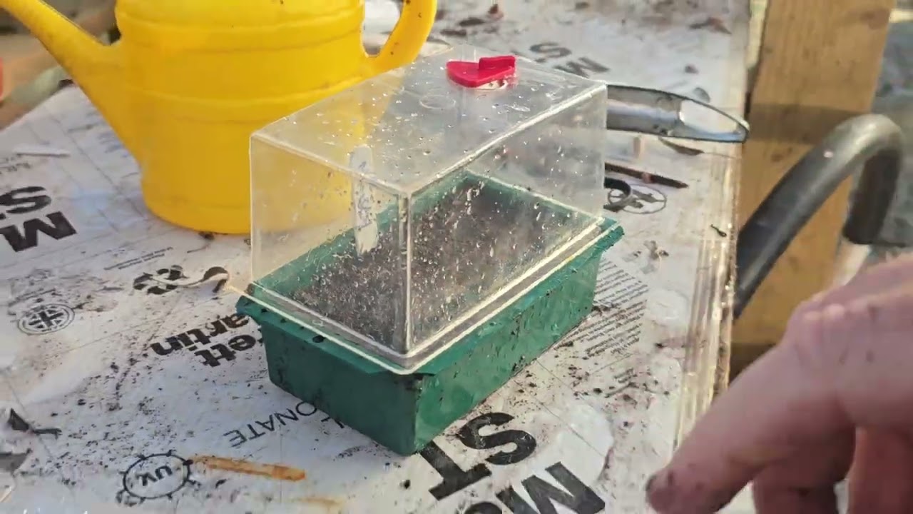 2026 sowimg tomato seeds