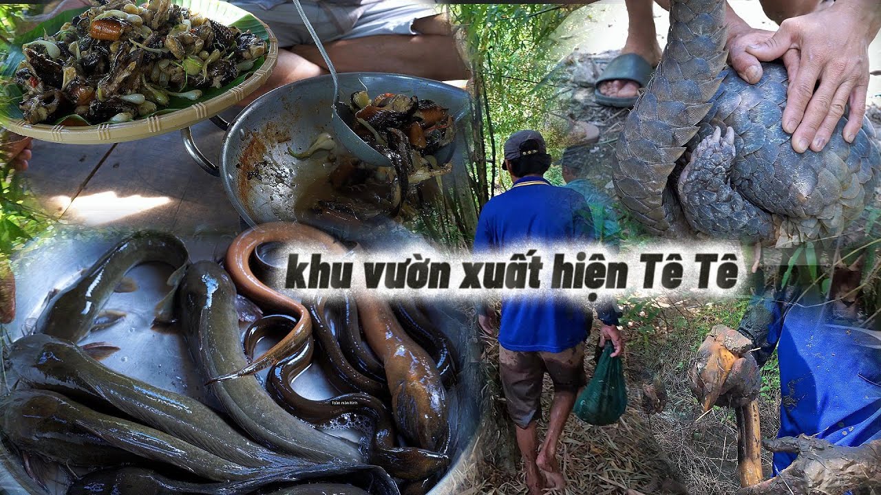 Trở lại khu vườn bắt được con Tê Tê ( Trút ) | Gấc Quê