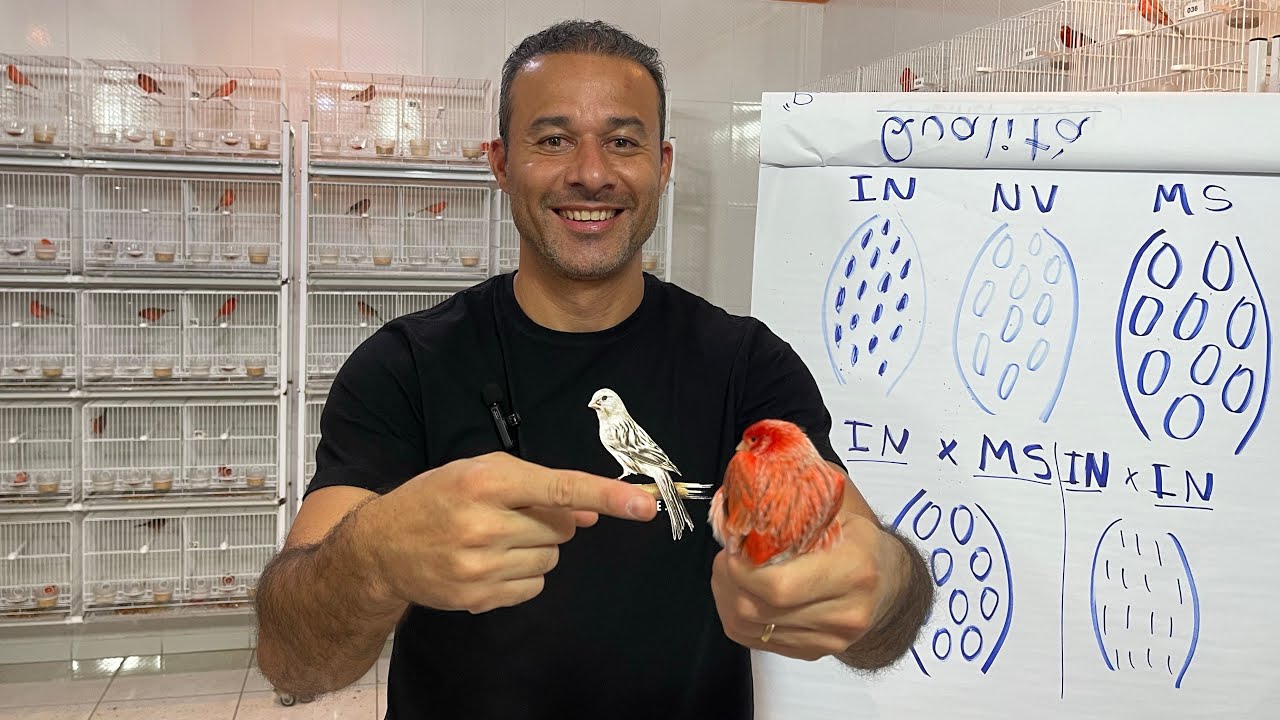 Aula 8: Acasalamento dos CANÁRIOS Intenso, Nevado e Mosaico. Veja como fazer!