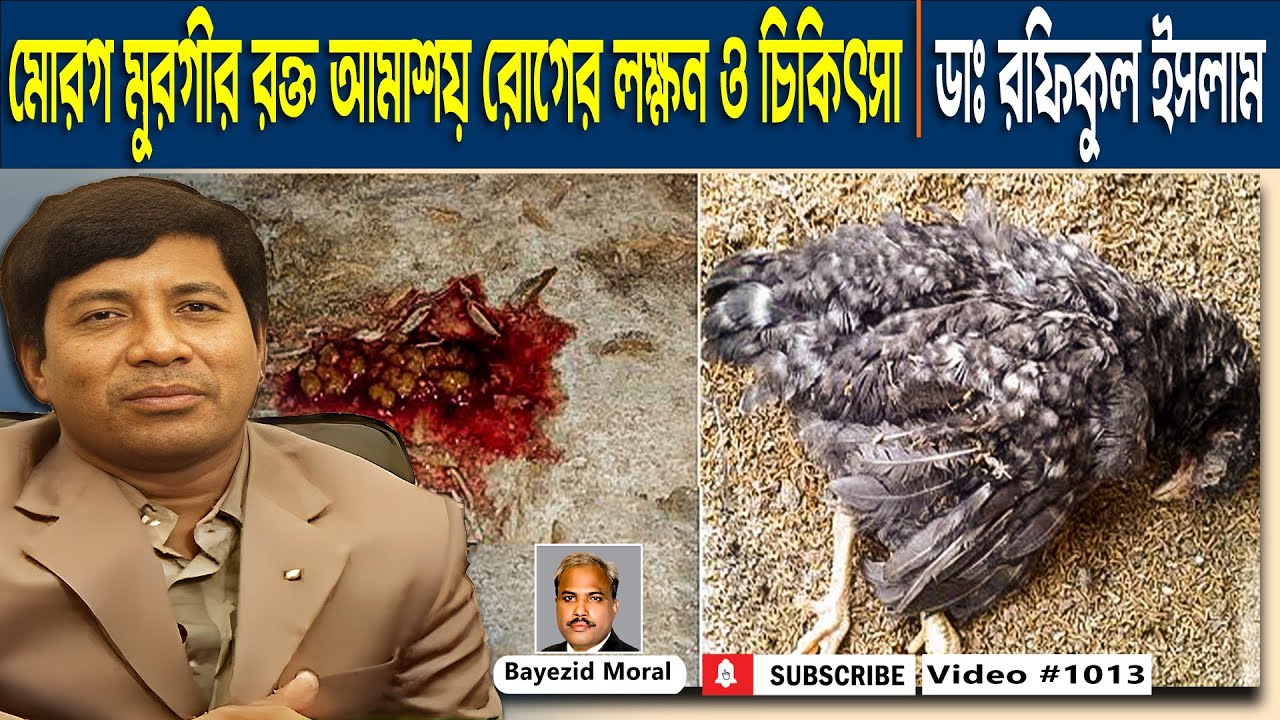 জেনে নিন, যা যা করলে খামারের মোরগ মুরগীর রক্ত আমাশয় রোগ হবে না | Poultry Farming | Bayezid Morol