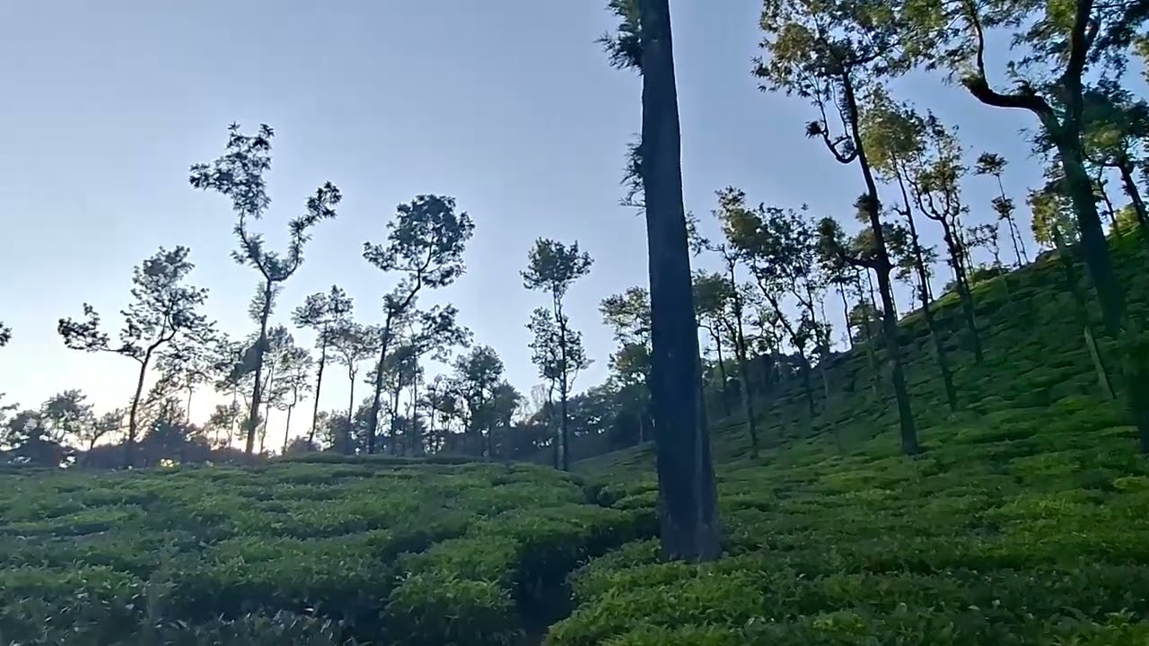 Horanadu karnataka tea sstate 