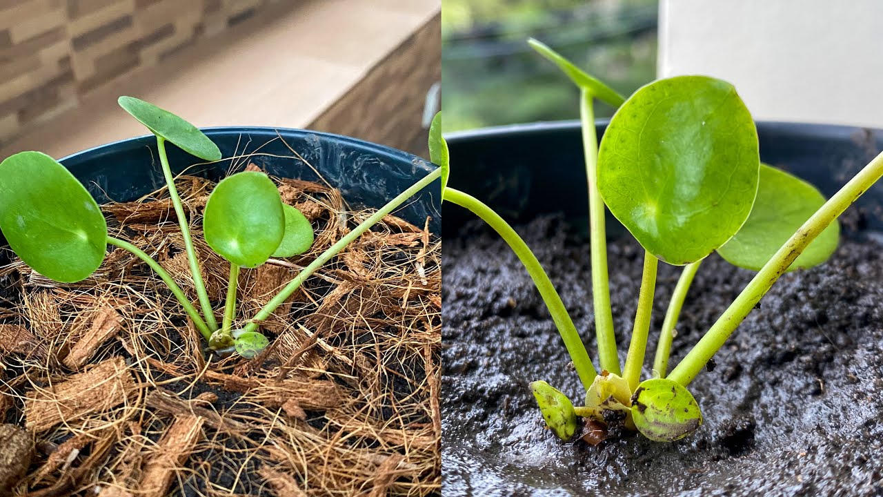 Como fazer muda de Pilea Peperomioides