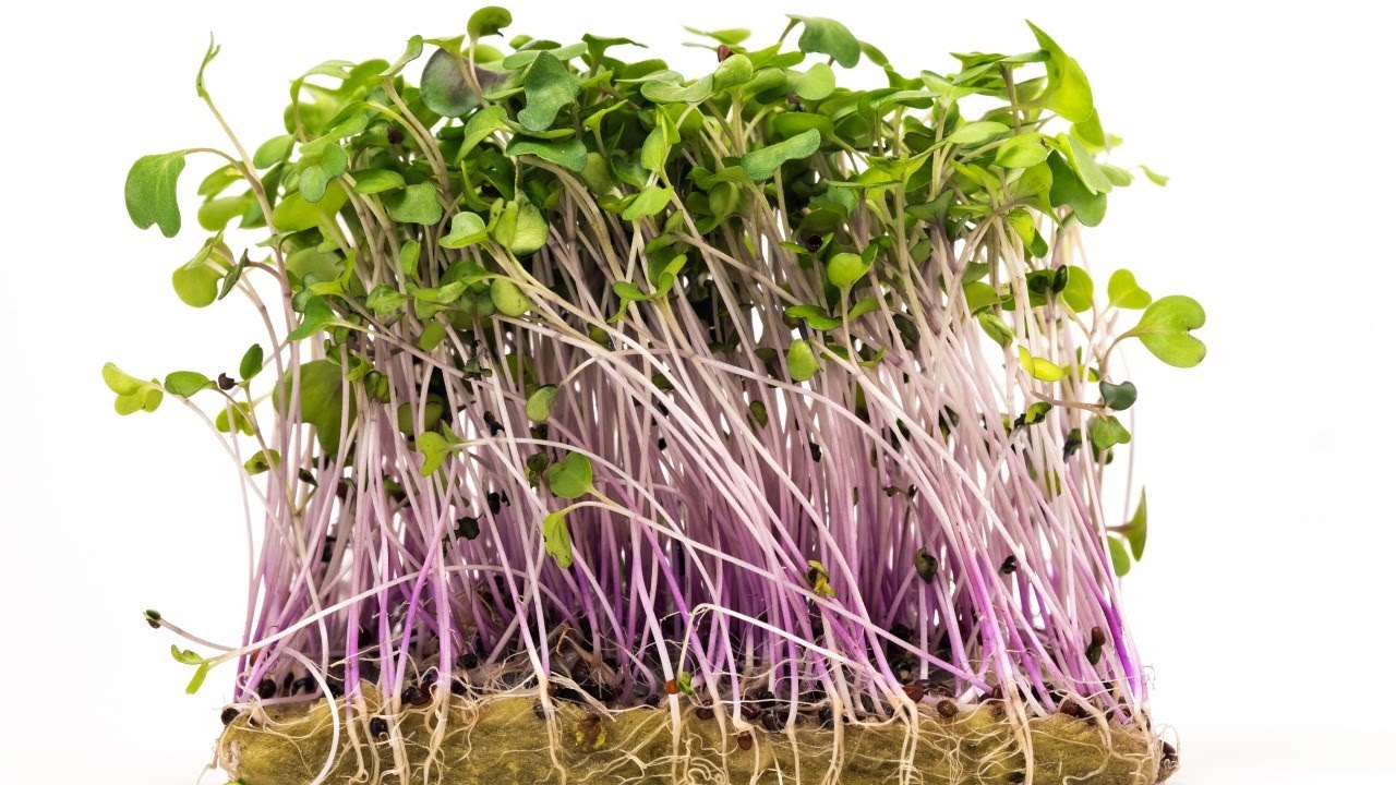 Mikrogr&oslash;nt eller Microgreen dyrking p&aring; 12 dager uten jord. Hydroponic dyrking . Mestrehgen.no