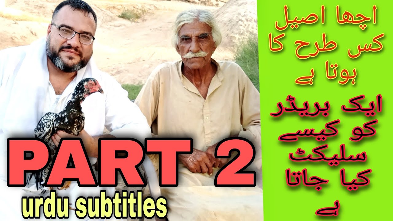 Ustad Bashir Parbana Part 2 | Aseel Discussion | Asil Information      | Kamalia Breed Aseel
