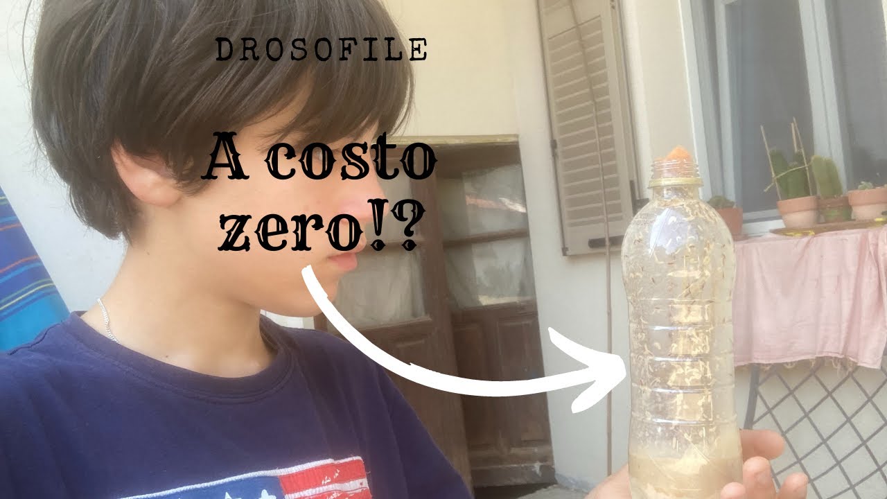 Drosofile a costo zero?!