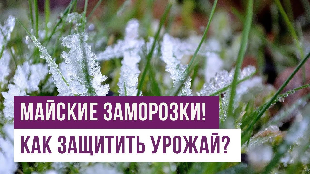 Майские заморозки! Как защитить урожай?