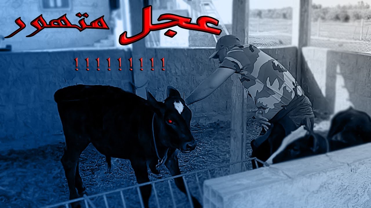 تنضيف(حضيرة العجول)|و استغلال الفضلات لتسميد التربة/التعرض لهجوم العجل🥴 وتنضيف الحديقة#الحلقة 30