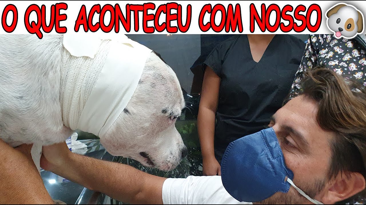 O QUE ACONTECEU COM NOSSO CACHORRO?