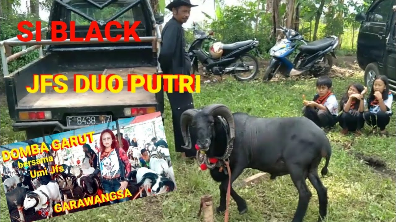 PDP JFS DUO PUTRI || DOMBA GARUT || PAMIDANG KENCANA MUDA GARAWANGSA