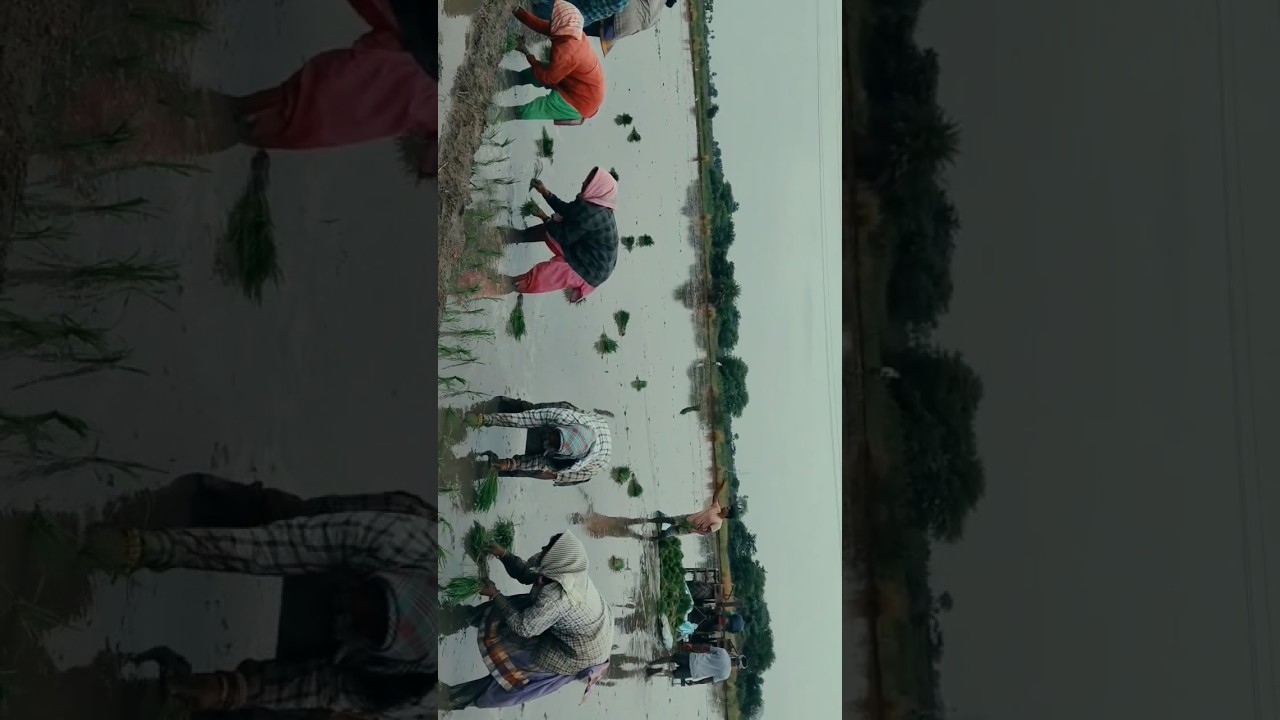 Natu vlog #voiceover#nayiniakash#akash#farming#paddy#raithu#varipanta#trending#narasimhulagudem