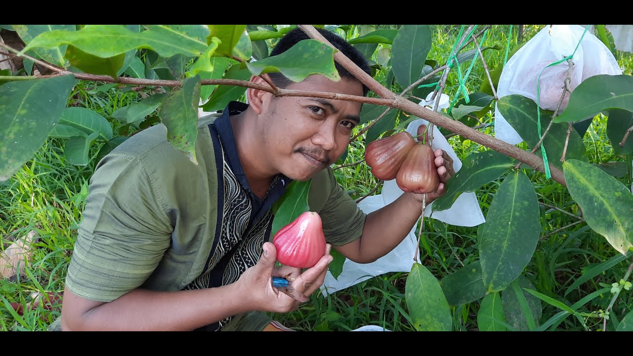 TAMBULAMPOT JAMBU AIR KING ROSE APPLE . APA COCOK ? DAN BAGAIMANA KWALITAS BUAHNYA .