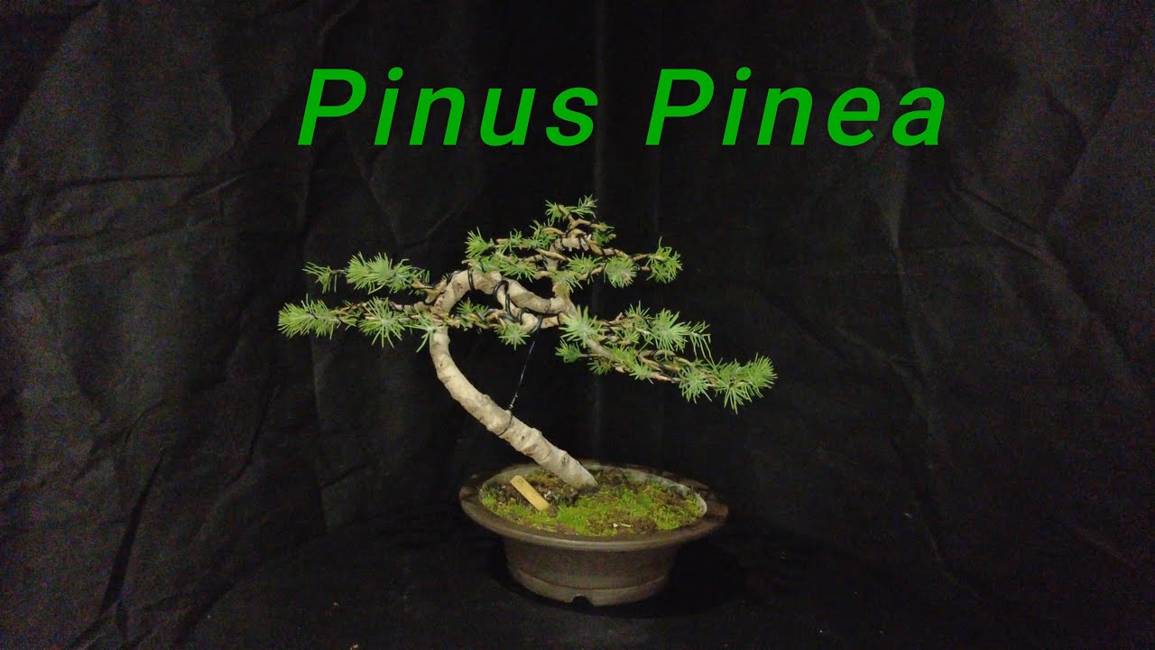 Pino Piñonero (Pinus Pinea) - Pinzado y refinado (10/12/2023)