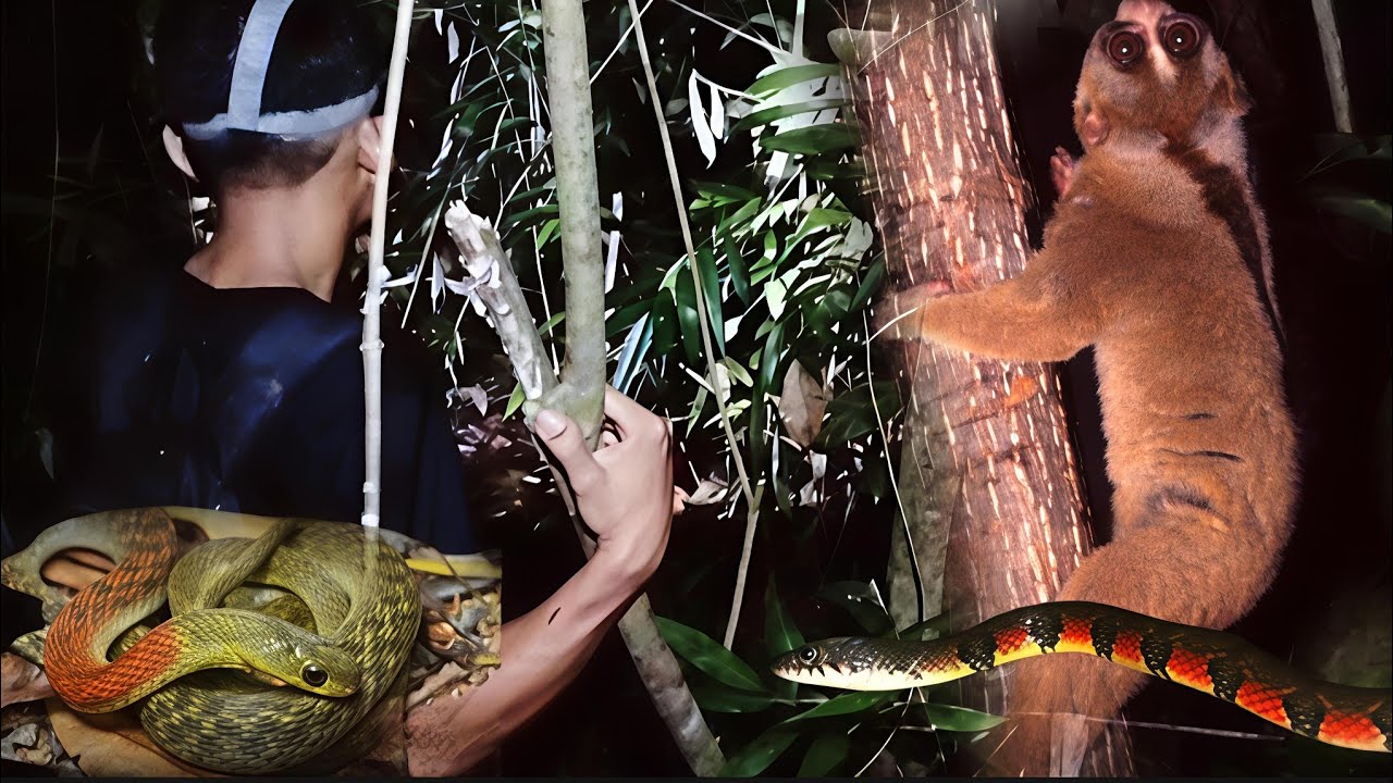HUNTING MALAM DALAM HUTAN INI KITA BISA JUMPA BANYAK SATWA UNIK #animals