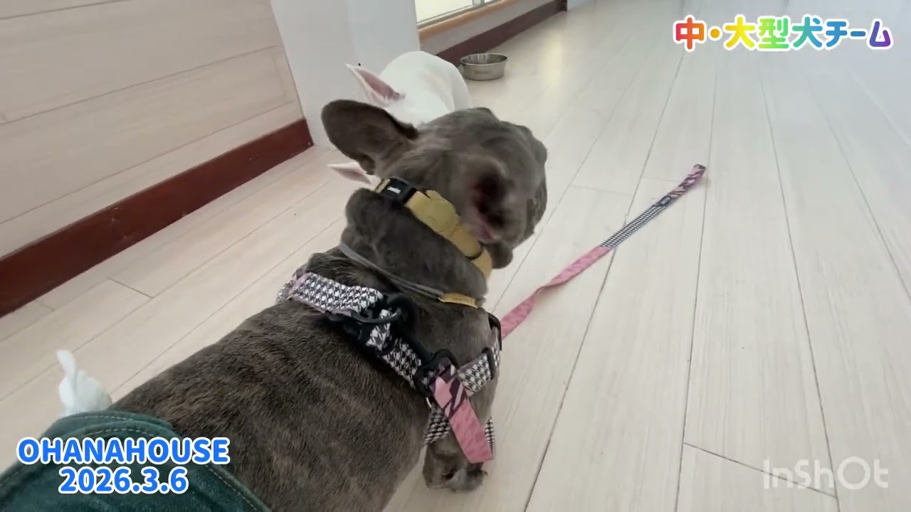 広場あそび（中・大型犬チーム）