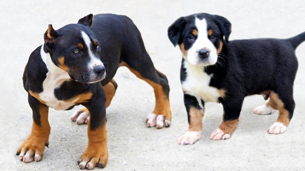 These Are 10 Coolest Tricolor Dog Breeds