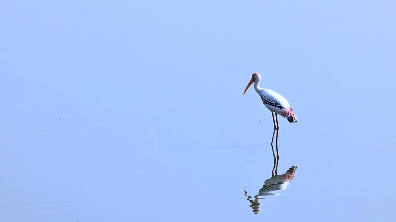 Visiting Bhigwan- Bird Sanctuary