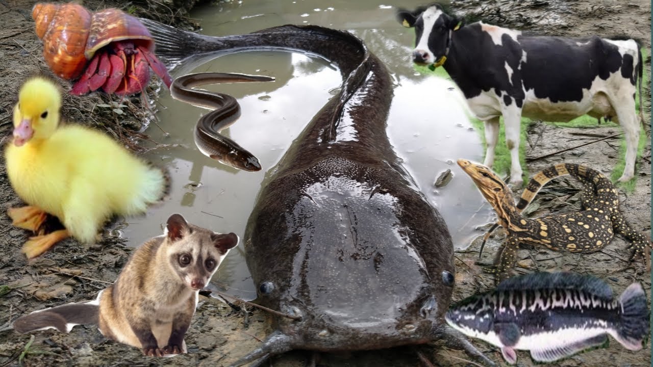 Wow Amazing! Tangkap ikan lele besar, sapi, ikan toman, bunglon, musang, biyawak, kura-kura, keong
