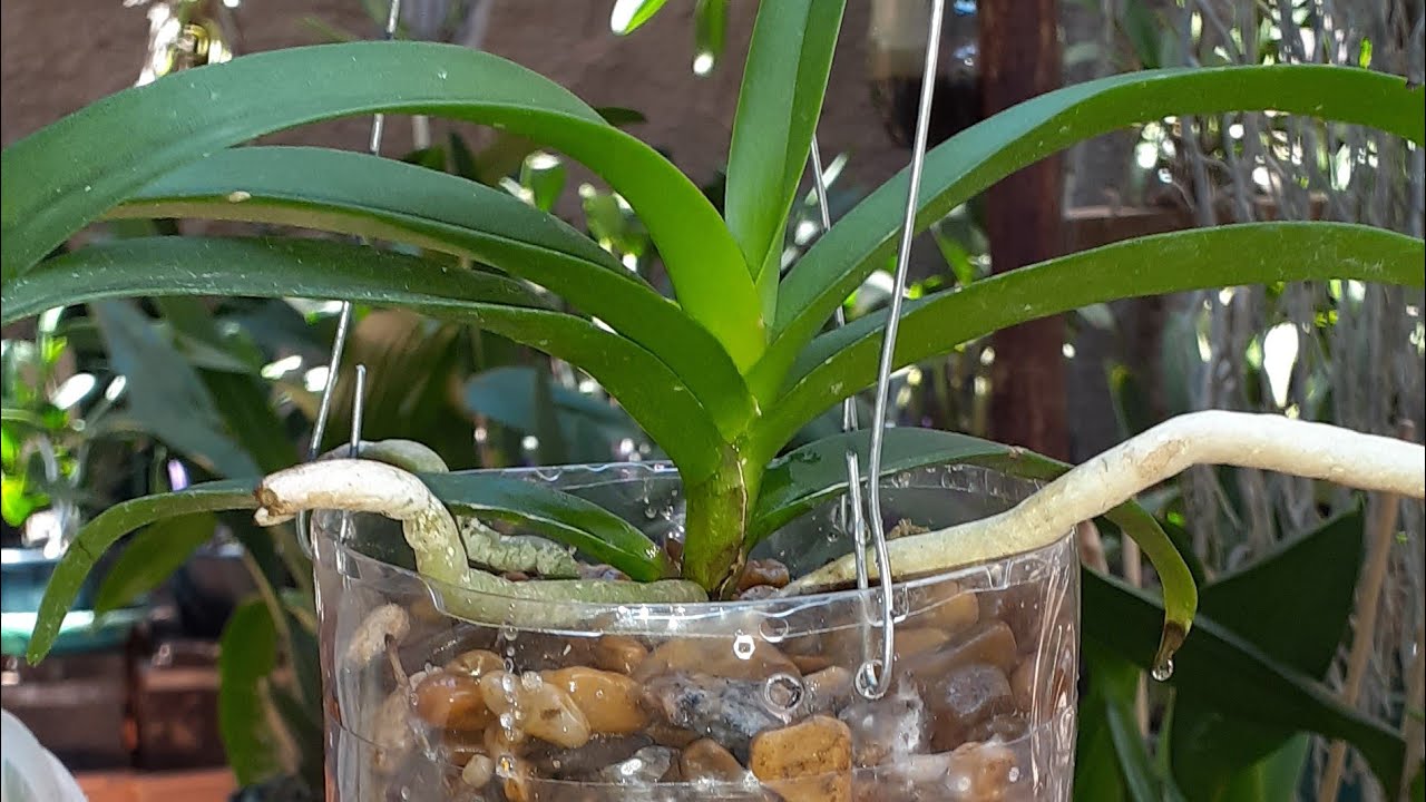 Replante de vanda na semi hidroponia