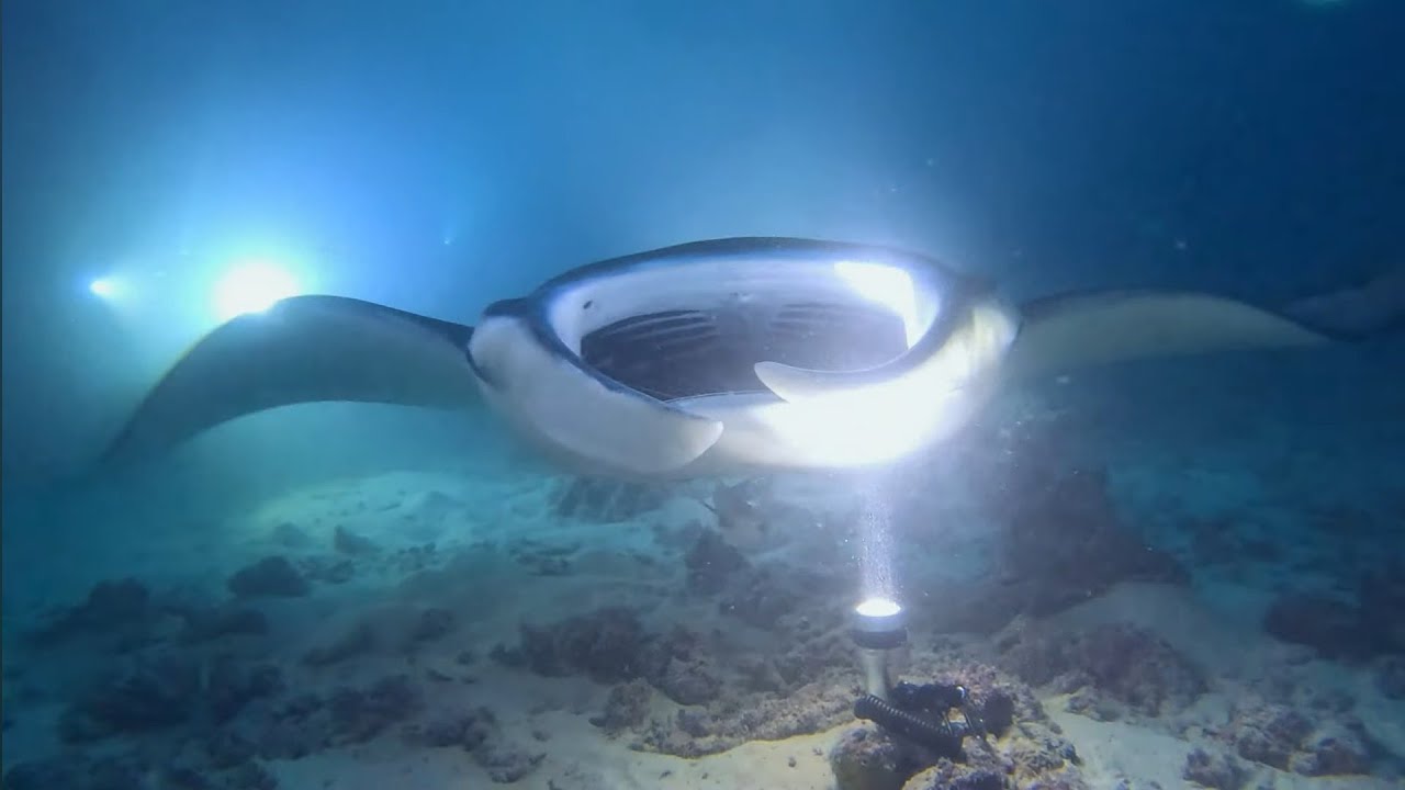 Maldives 2024 2025