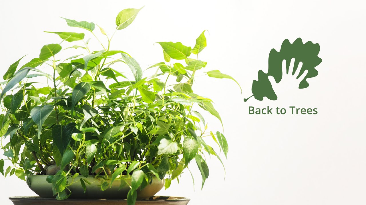 Ficus religiosa (Sacred fig): 365 days time-lapse - from seed to bonsai forest