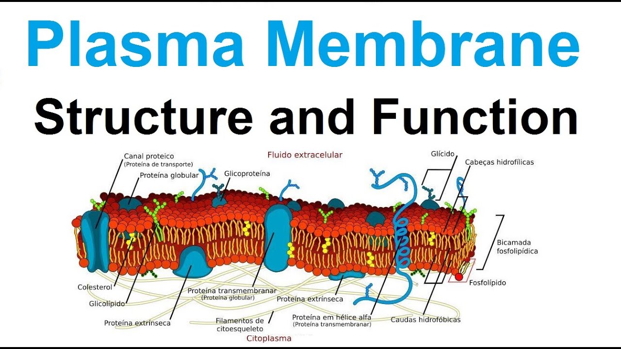 plasma membrane - structure and function - biology