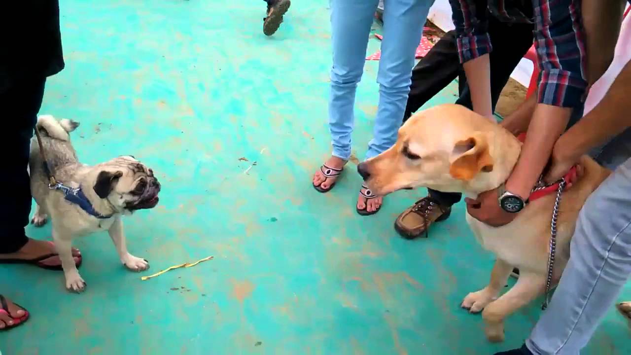Fearless Small Dogs | Entertainment