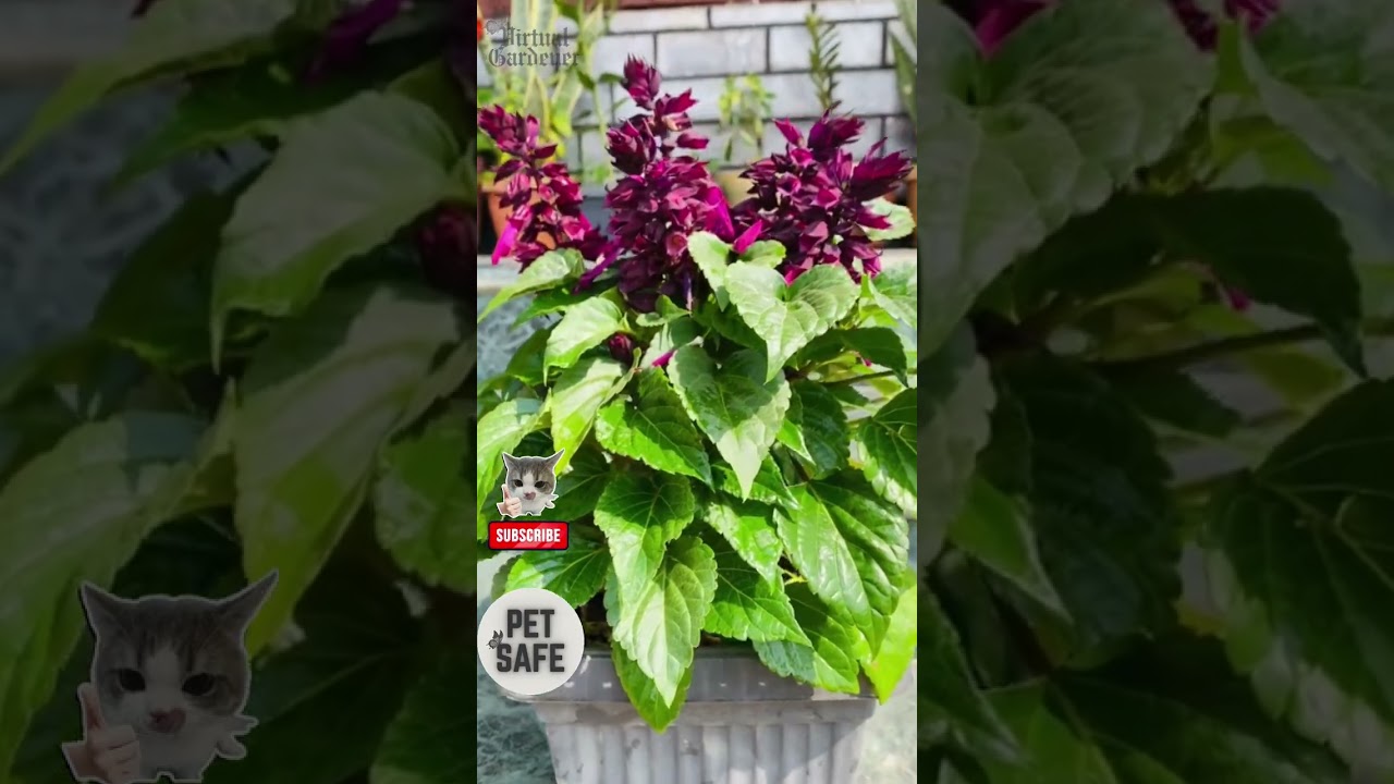 Plants That Attract Hummingbirds Fast