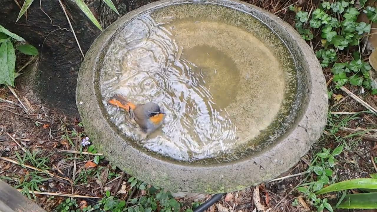 Bath Time-slow motion footage of birds enjoying a bath
