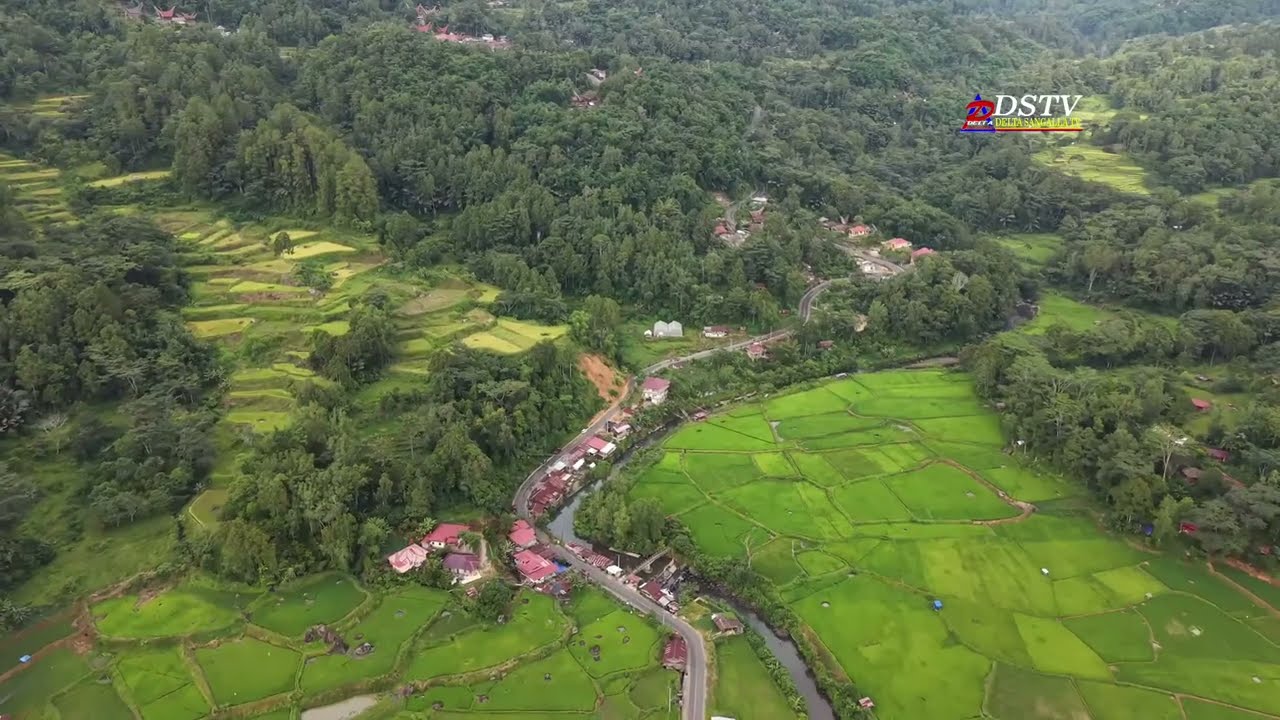 Penjemputan Kerbau adat pemakaman Almh. Martha Tappi' (Nenek Cintya) di Tongkonan To'Rante Sereale