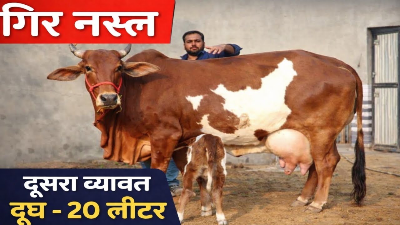 🔥 गिर नस्ल की सुपर गाय | 20 लीटर दूध | दूसरा ब्यावत 🐄