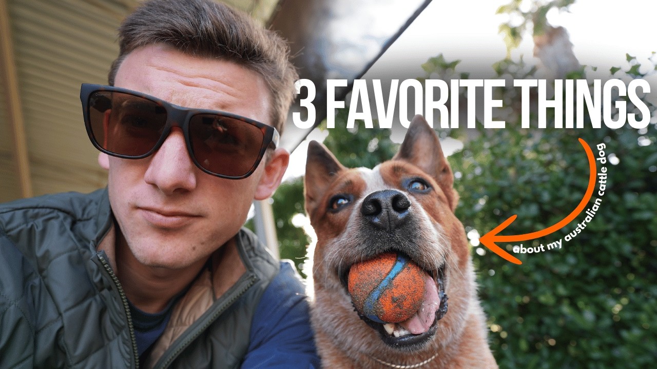 3 of my favorite things about my australian cattle dog