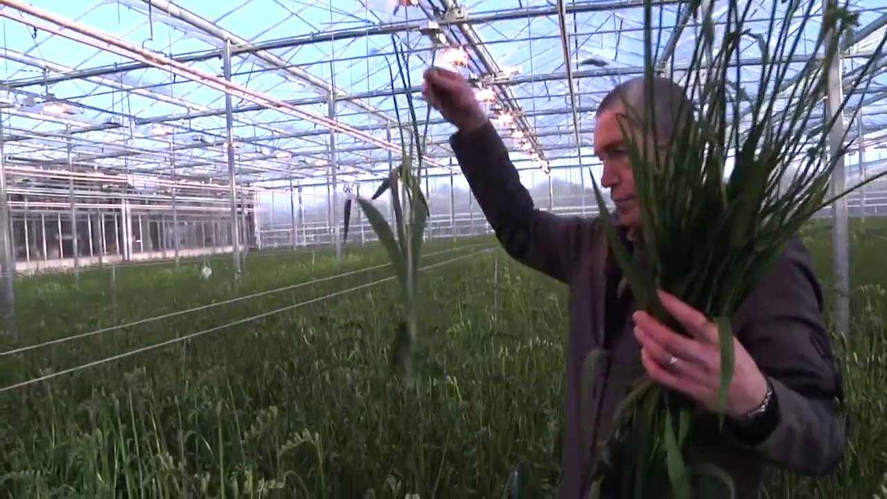 Freesia Akerboom & Floweracademy.TV (Deutsch)