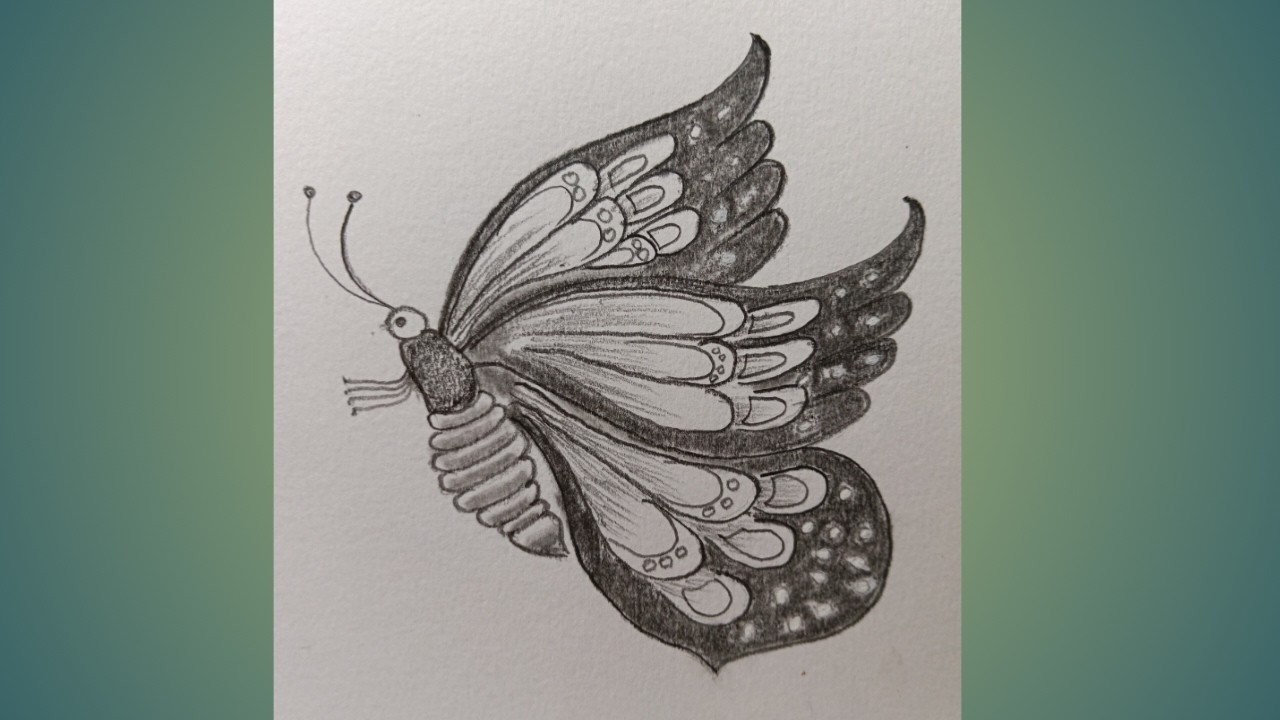 How to draw a Butterfly Easy step by step| Easy Butterfly drawing pencil sketch|