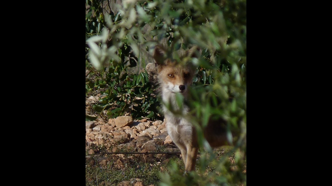🦊 El zorro - un recopilatorio  #zorro #wildlife #naturaleza #nature