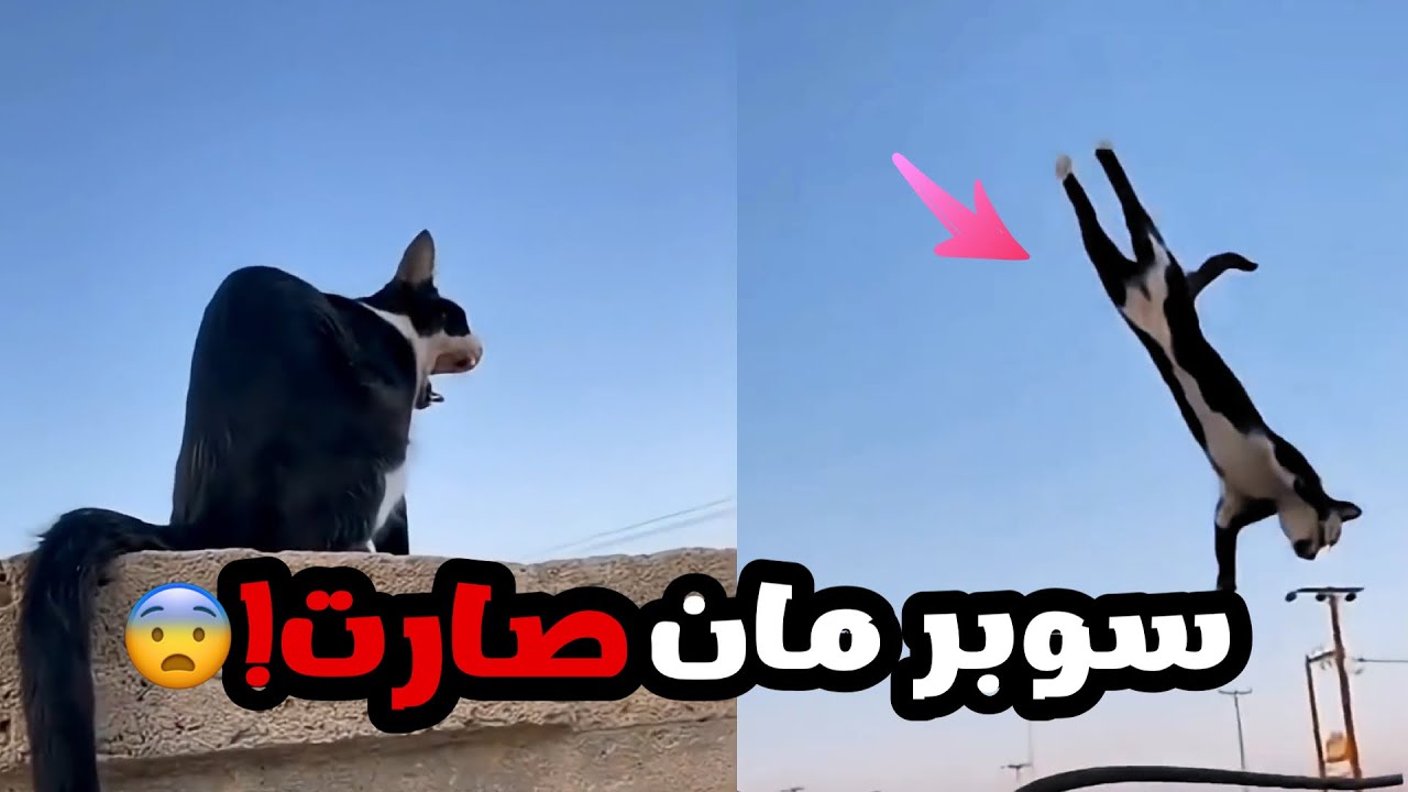 شاف بسة تطير في الجو كانها طيارة!! (صدمة)