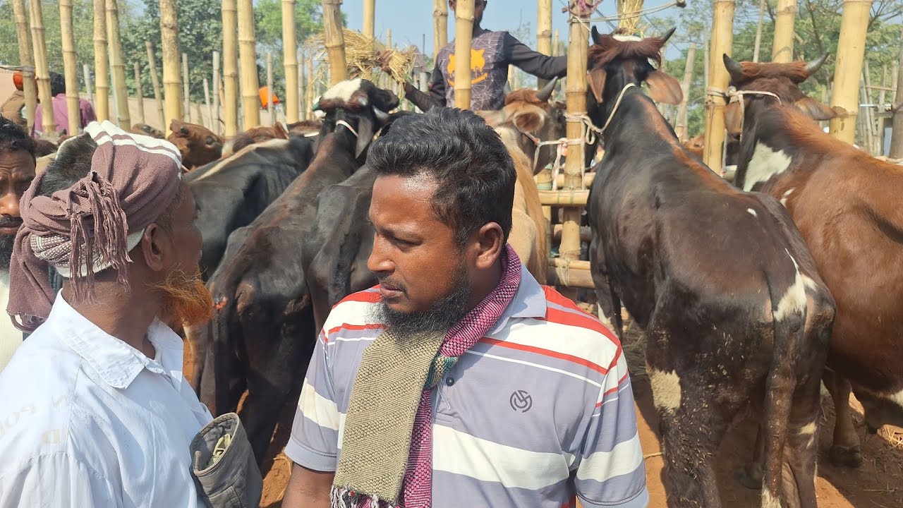 ১০০ টাকা কম হলেও গরু বিক্রি করছে না খোকন ভাই চৌয়ারা বাজারে 