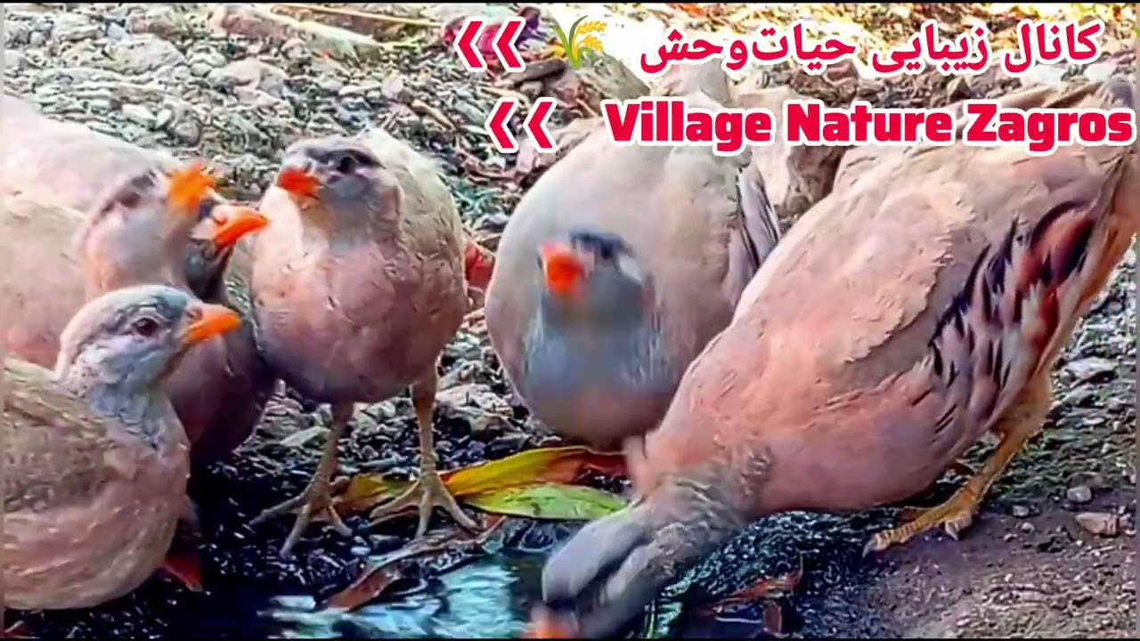 تیهو و کبک تشنه | آب یعنی زندگیThirsty Seesee & Chukar | Water Means Life