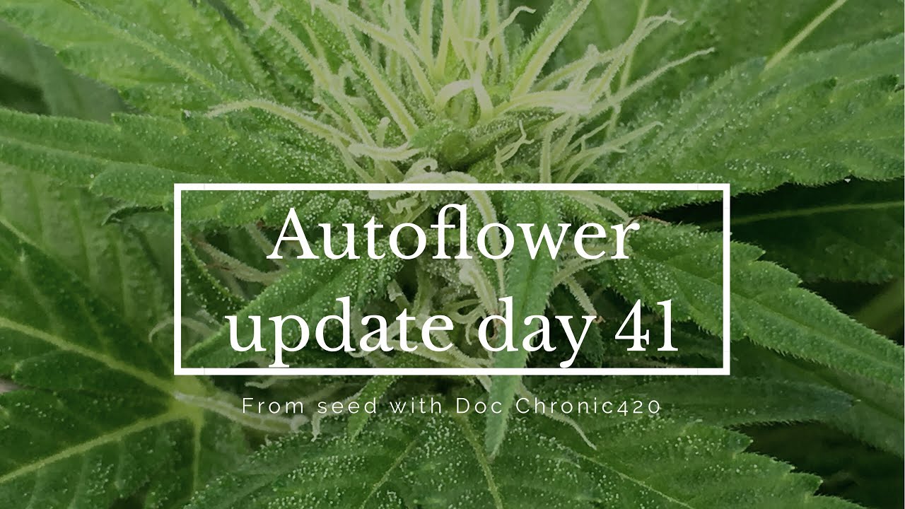 Autoflower update day 41 from seed