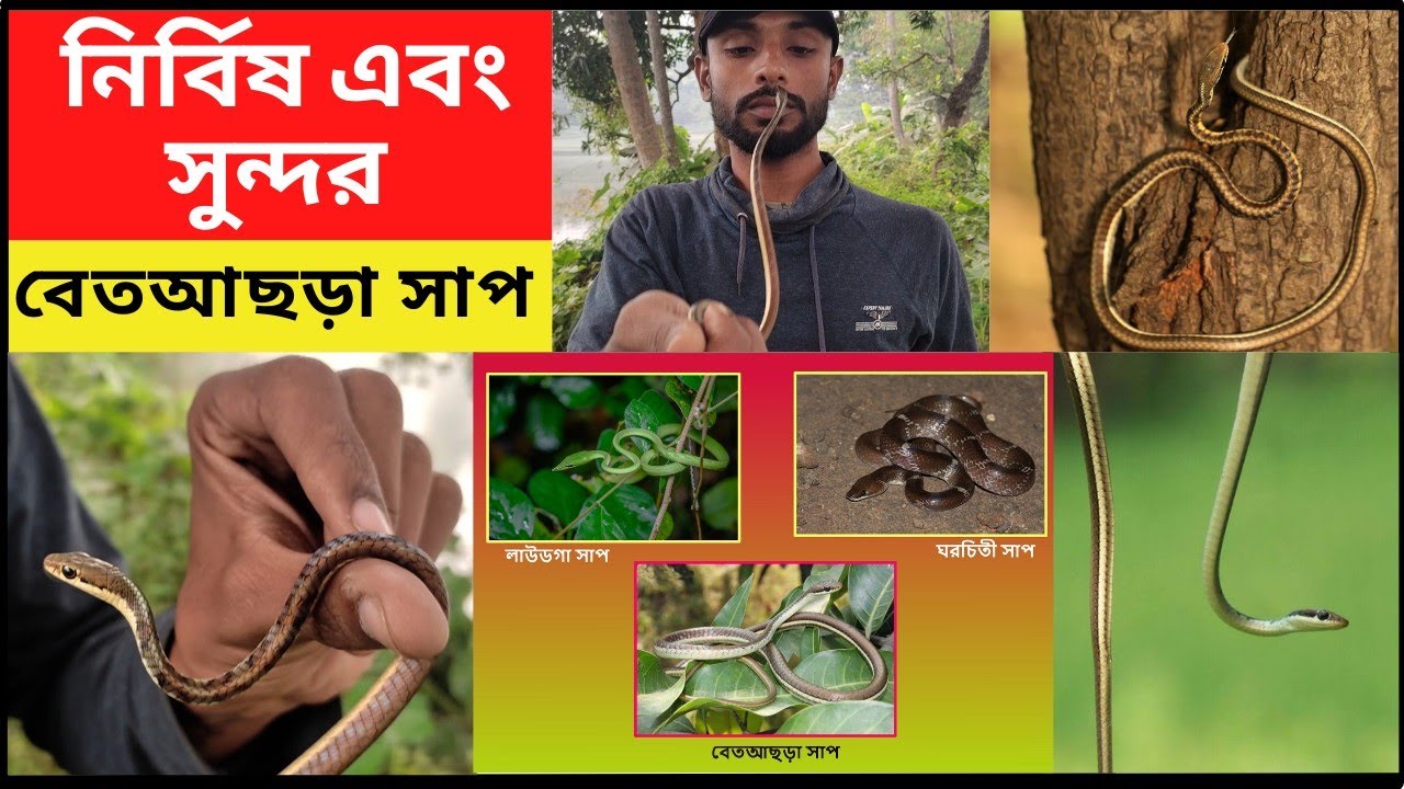 bronzeback snake india | Bronzeback Tree Snake(Non Venomous Snake) | betachra snake | bronze snake