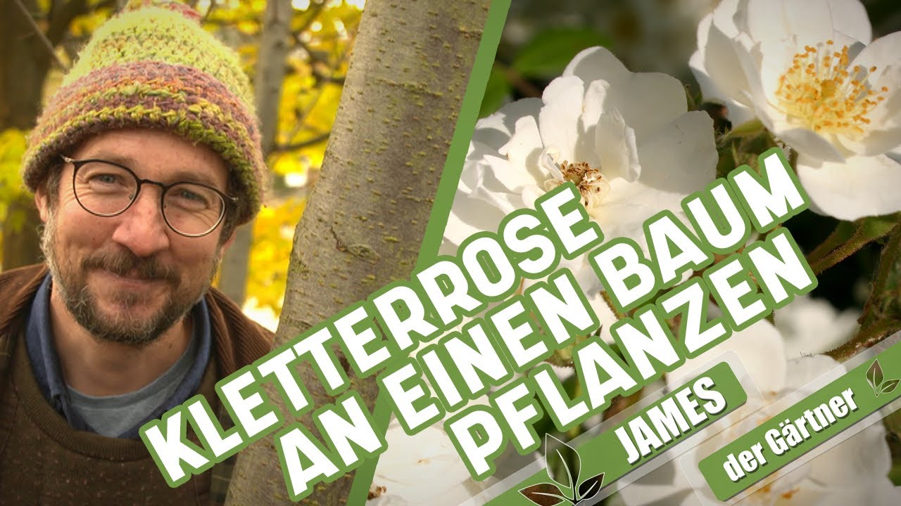 So wachsen Ramblerrosen in Bäume! | James der Gärtner