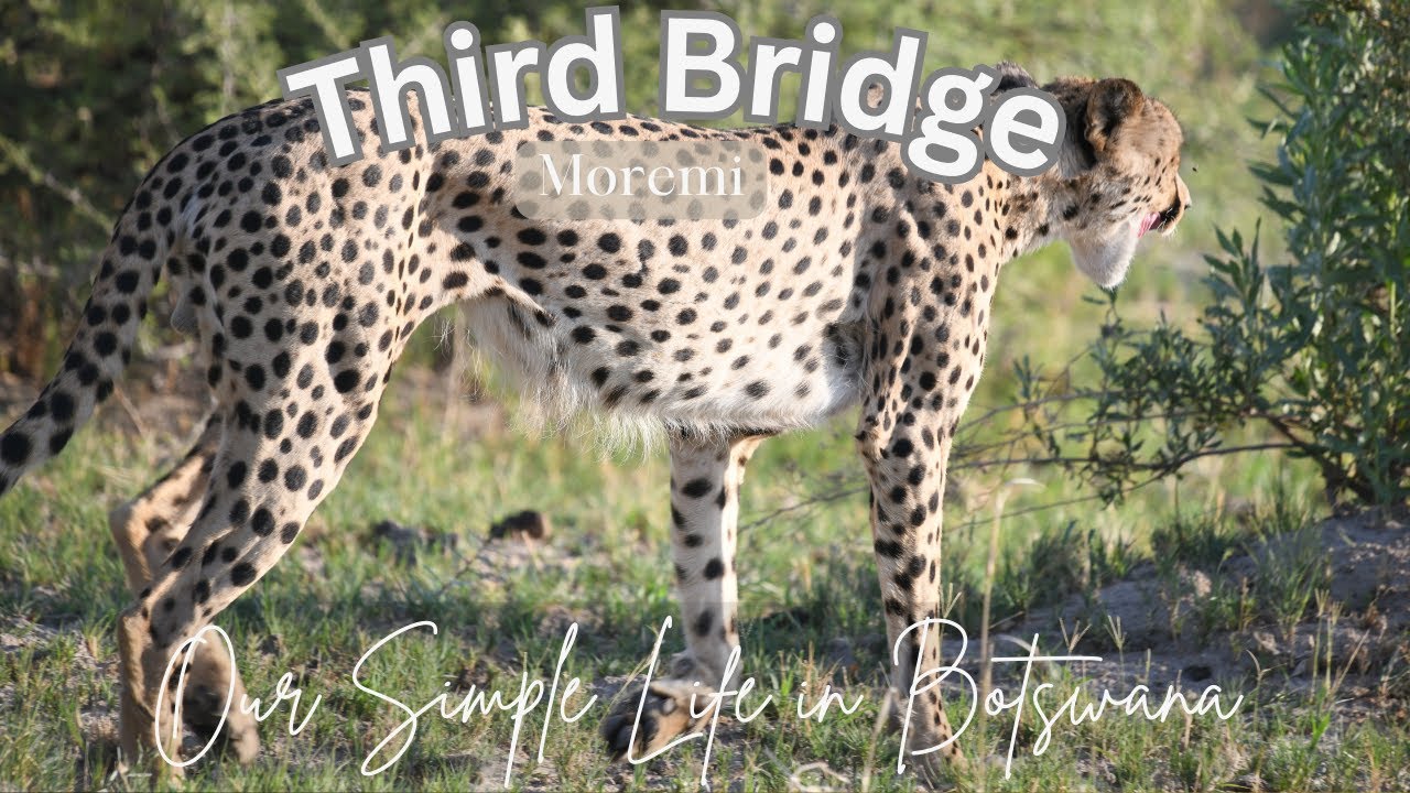 THIRD BRIDGE//MOREMI//Daytrip to Xaxanaxa//Failed attempt to Dead Tree Island