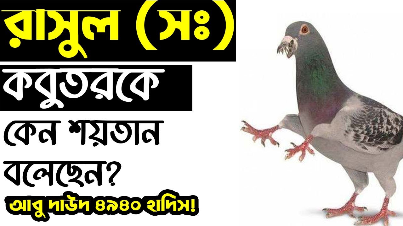 Why did the Prophet (PBUH) call the pigeon a devil? It is important for all Muslims to know!