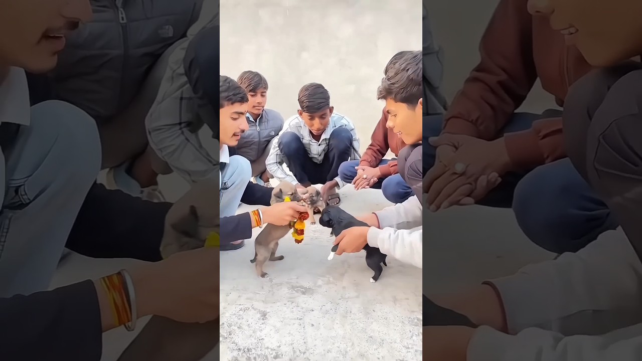 Puppy be like:Mere sath anyay hua hai funny coment 😂